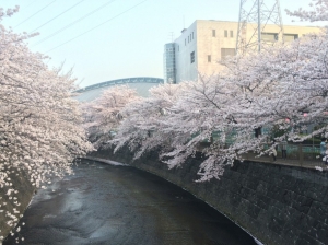 桜満開です!!