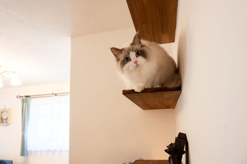 横須賀市H様邸 キャットウォーク4