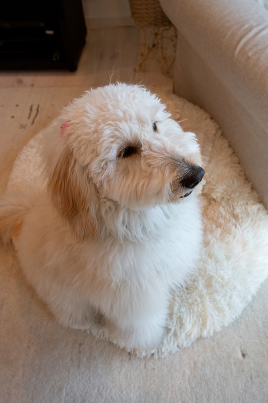 青梅市Ｎ様邸　ワンちゃん